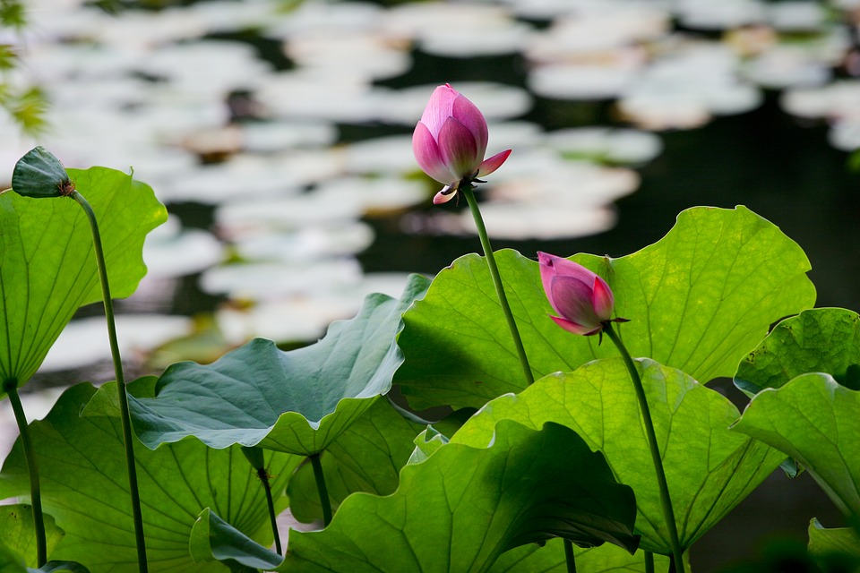 water lily